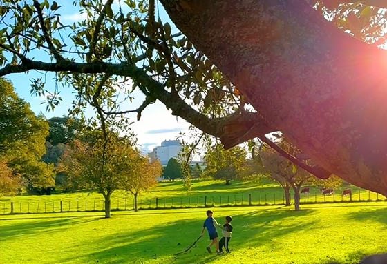 【视频】奥克兰Cornwall Park：秋日暖阳下
